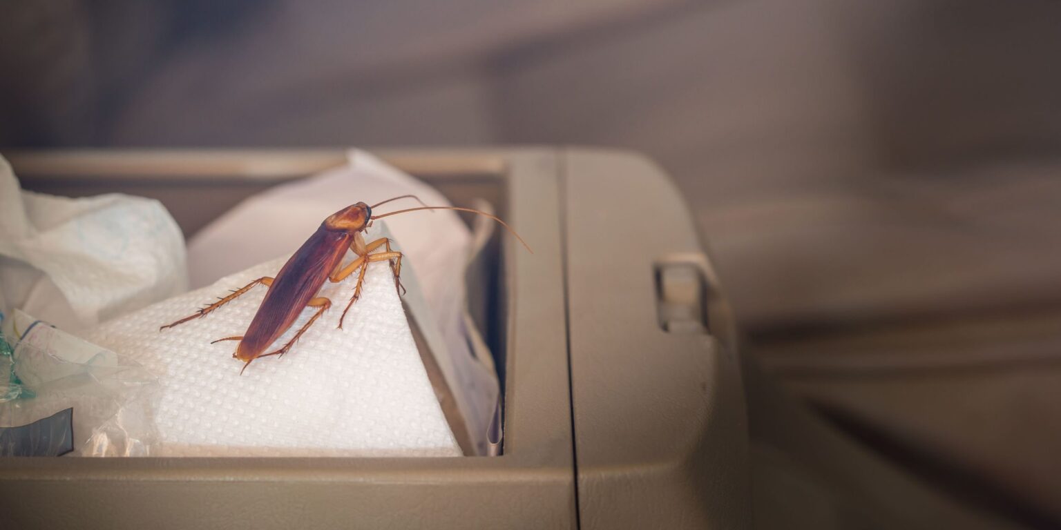 How To Get Rid Of Roaches In Your Car?- Hydraulic Suspension