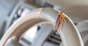 Read more about the article How To Get Rid Of Roaches In Your Car?