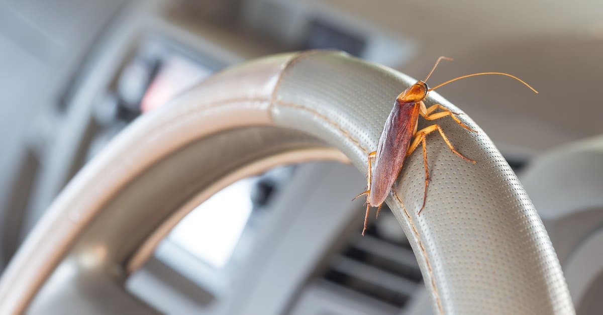 You are currently viewing How To Get Rid Of Roaches In Your Car?