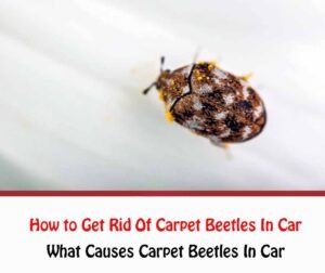 Read more about the article How To Get Rid Of Carpet Beetles In Car?