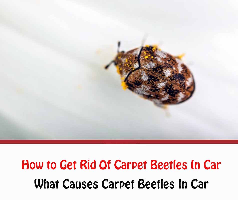 You are currently viewing How To Get Rid Of Carpet Beetles In Car?